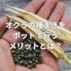 オクラの種まきをポットで行うメリットとは？