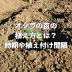オクラの苗の植え方とは？時期や植え付け間隔は大事？
