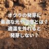オクラの発芽に最適な光や温度とは？