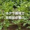オクラ栽培で支柱は必要？