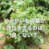 じゃがいもの葉が茂りすぎるのは良くない？