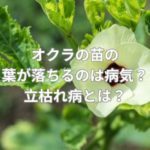 オクラの苗の葉が落ちるのは病気？立枯れ病とは？