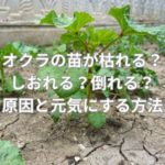 オクラの苗が枯れる？しおれる？倒れる？原因と元気にする方法