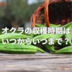 オクラの収穫時期はいつからいつまで？