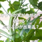 オクラの実が曲がる・枯れる・ぶつぶつ