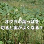 オクラの葉っぱを切ると実がよくなる？