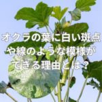 オクラの葉に白い斑点や線のような模様ができる理由