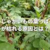 じゃがいもの葉っぱが枯れる原因とは？