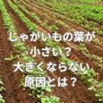 じゃがいもの葉が小さい？大きくならない原因とは？