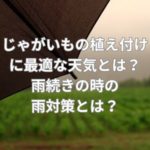 じゃがいもの植え付けに最適な天気