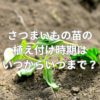 さつまいもの苗の植え付け時期はいつからいつまで？