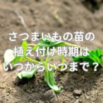 さつまいもの苗の植え付け時期はいつからいつまで？