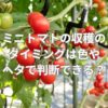 ミニトマトの収穫のタイミング