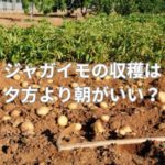 ジャガイモの収穫は夕方より朝がいい？