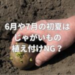 6月や7月の初夏はじゃがいもの植え付けNG？