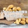 じゃがいもの収穫後の食べ頃とは？