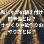 秋じゃがの植え付け前準備