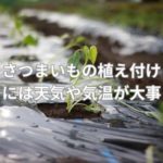 さつまいもの植え付けには天気や気温が大事