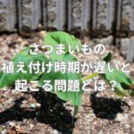 さつまいもの植え付け時期が遅いと起こる問題