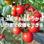 ミニトマトの収穫時期