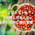 ミニトマトを収穫したあとの実の保存と株の管理方法