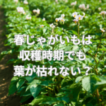 春じゃがいもは収穫時期でも葉が枯れない？