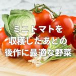 ミニトマトを収穫したあとの後作に最適な野菜