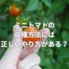 ミニトマトの収穫方法には正しいやり方がある