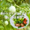 青いトマトはどうする？使い道はある？
