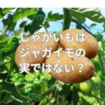 じゃがいもはジャガイモの実ではない？