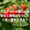 ミニトマトの葉っぱを切ると病気になりにくく良い実ができる？
