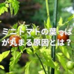 ミニトマトの葉っぱが丸まる原因とは？