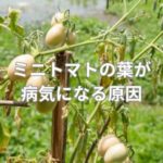 ミニトマトの葉っぱが病気になる原因