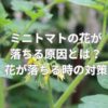 ミニトマトの花が落ちる原因とは？花が落ちる時の対策