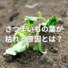 さつまいもの葉が枯れる原因とは？