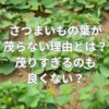 さつまいもの葉が茂らない理由とは？茂りすぎるのも良くない？