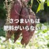 さつまいもは肥料がいらない？