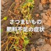 さつまいもの肥料不足の症状