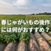 春じゃがいもの後作には何がおすすめ？