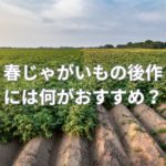 春じゃがいもの後作には何がおすすめ？