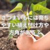 さつまいもには育ちやすい植え付け方や方角がある？