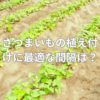 さつまいもの植え付けに最適な間隔は？