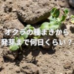 オクラの種まきから発芽まで何日くらい？