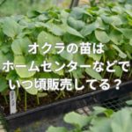 オクラの苗はホームセンターなどでいつ頃販売してる？