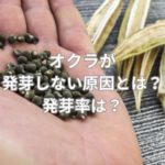 オクラが発芽しない原因とは？発芽率は？