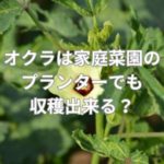 オクラは家庭菜園のプランターでも収穫出来る？
