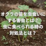 オクラの苗を虫食いにする害虫とは？虫に食べられる時の対処法