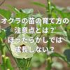 オクラの苗の育て方の注意点とは？ほったらかしでは成長しない？