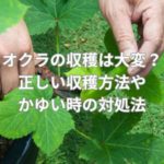オクラの収穫方法