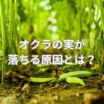 オクラの実が落ちる原因とは？